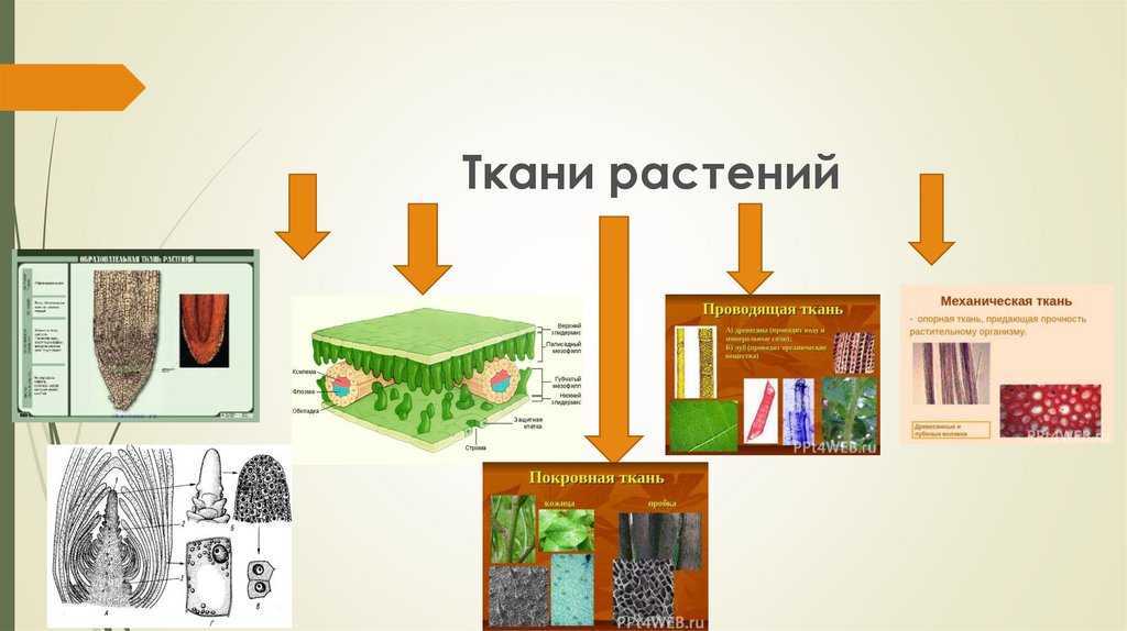 Понятие ткань ткани растений