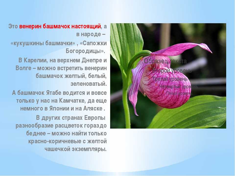 Кукушка птица. образ жизни и среда обитания кукушки | животный мир