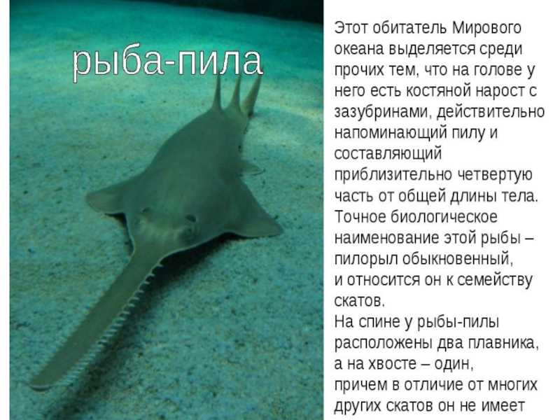 Сообщение о морских обитателях - описание, виды и названия