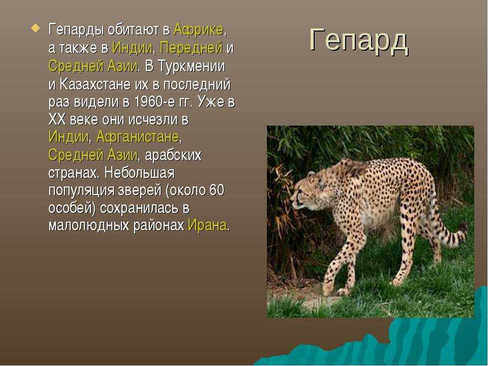 Всем известно, что гепарды – самые быстрые кошки в мире При погоне за добычей они могут за 2 секунды развивать скорость примерно до 115 км в час Обитают эти хищники в большинстве стран Африки