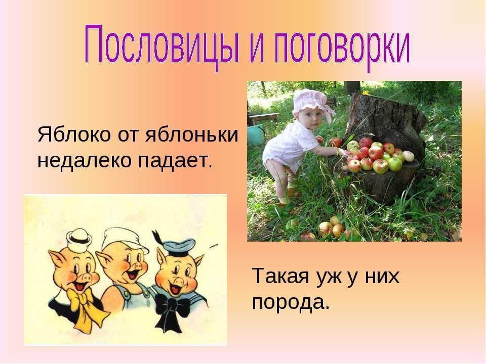 Сочинение по пословице: «яблоко от яблони недалеко падает» — смысл и значение