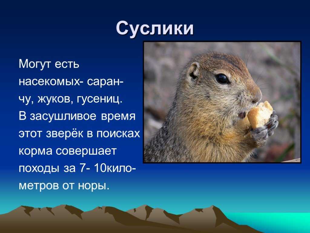 Какие животные обитают в степи – сведения для доклада или сообщения для детей (4 класс, окружающий мир)