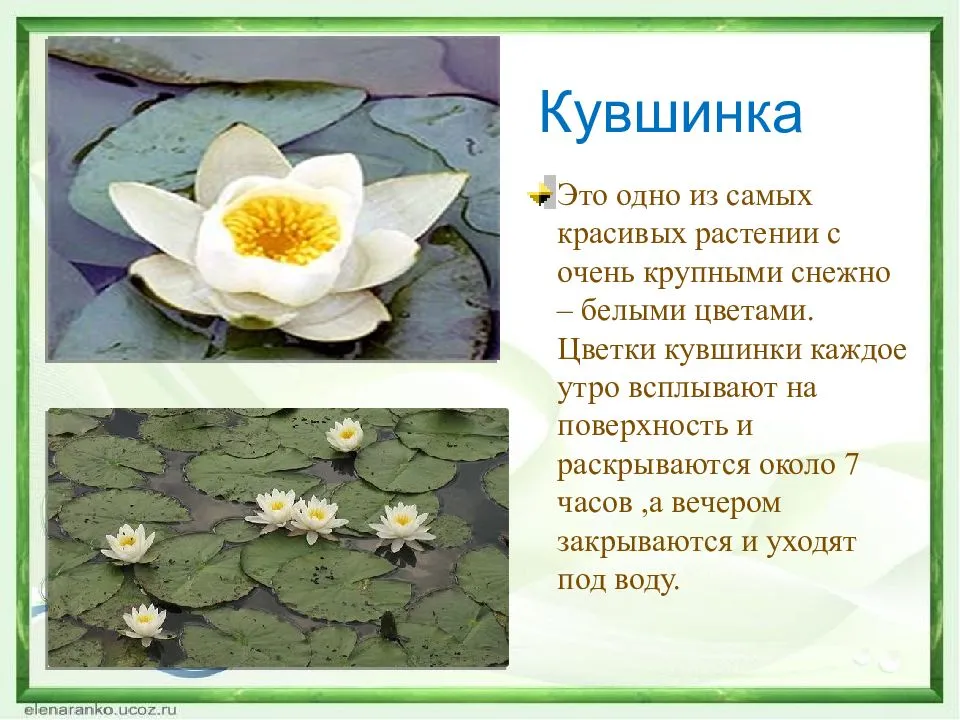 Кувшинка, виды и описание | cельхозпортал