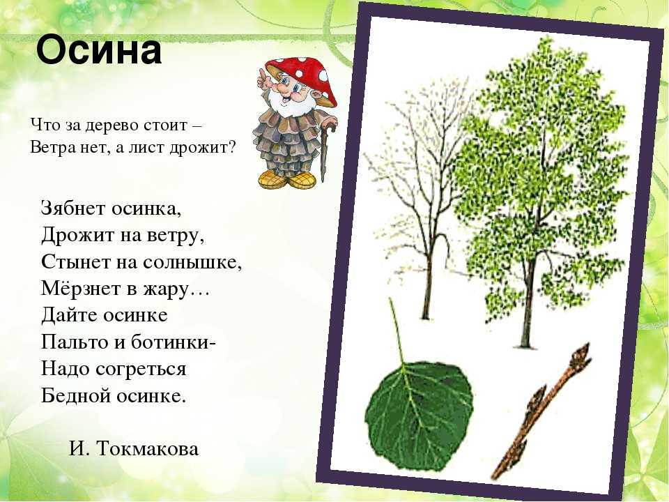 Слова про дерево. Стихи про деревья для малышей. Стихи про осину для детей. Стихотворение о деревьях для дошкольников. Стихи про деревья для детей.