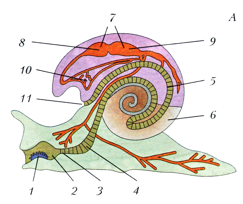Брюхоногие моллюски строение системы. Класс брюхоногие моллюски улитки. Внутреннее строение брюхоногого моллюска. Внутреннее строение брюхоногих моллюсков. Брюхоногие моллюски голова