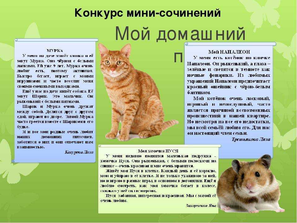 3 сочинения на тему: мое любимое животное (3, 4, 5 класс)