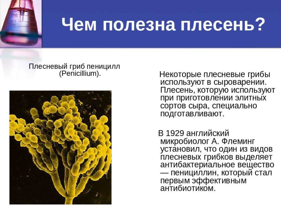 Презентация плесневые грибы 7 класс биология. Плесневый гриб пенициллиум.. Сообщение о плесени. Презентация на тему плесневые грибы. Проект на тему плесень.