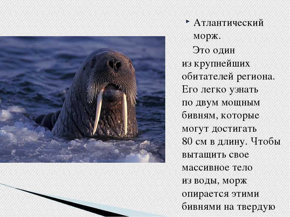Морж – великан арктики