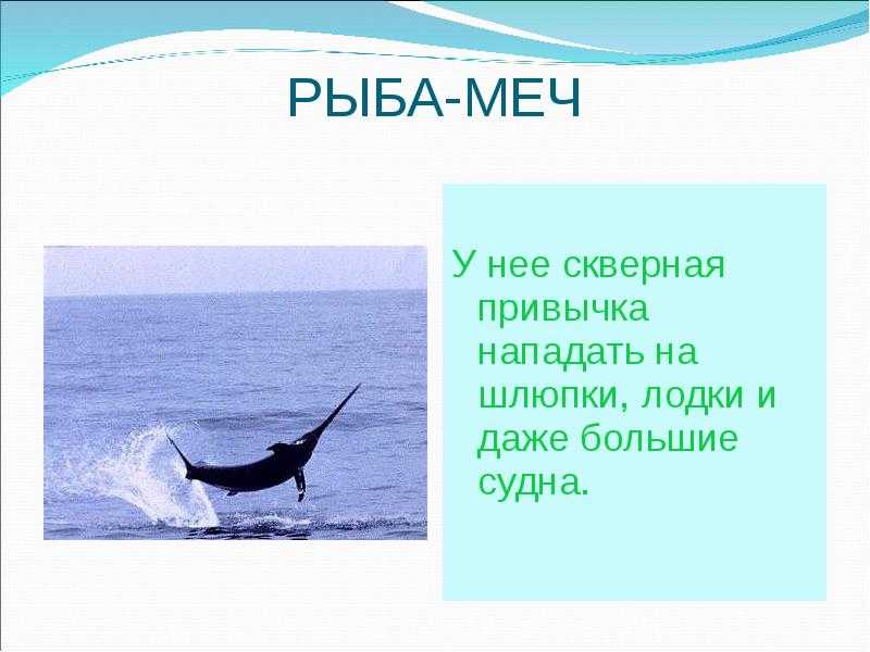 Хомяки: описание для детей и взрослых