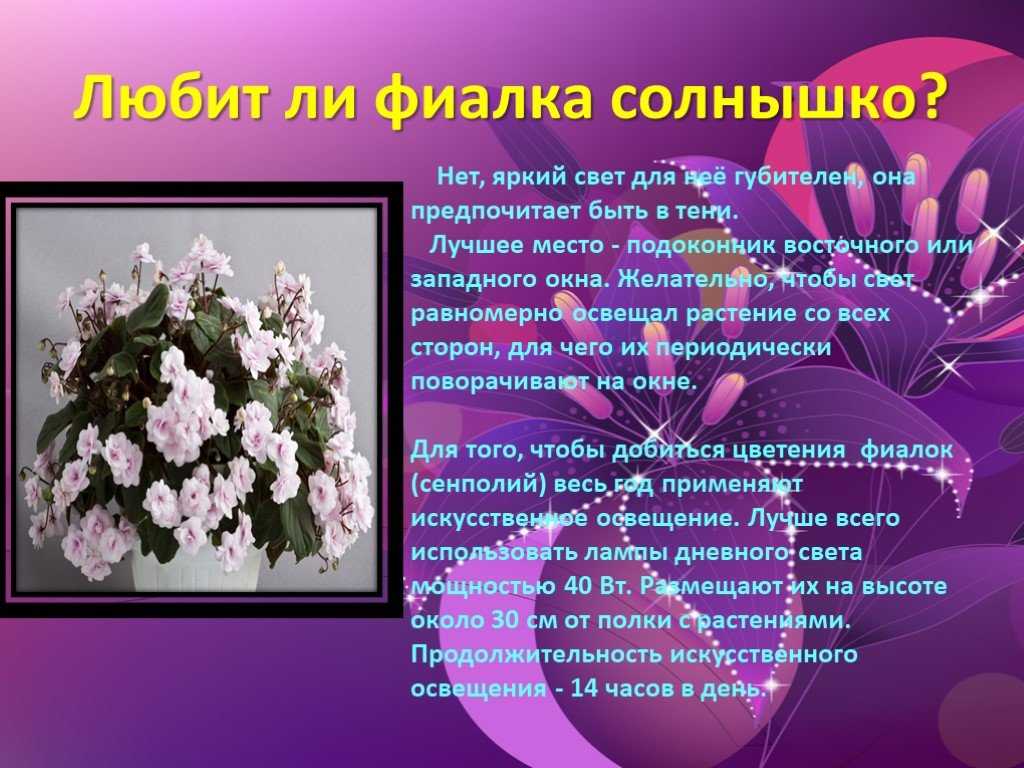 Презентация на тему: "мои домашние растения выполнила: ученица 7»б» класса нугманова арина.". скачать бесплатно и без регистрации.