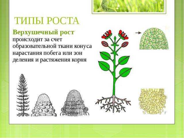 Проект по биологии 6 класс на тему рост и развитие растений