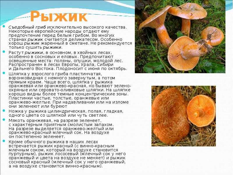Доклад-сообщение на тему: «грибы»