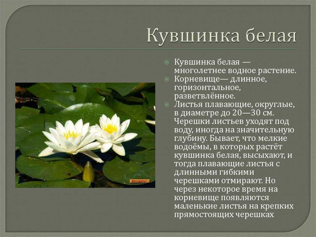 Водяная лилия: общее описание цветка, разновидности и размножение кувшинок