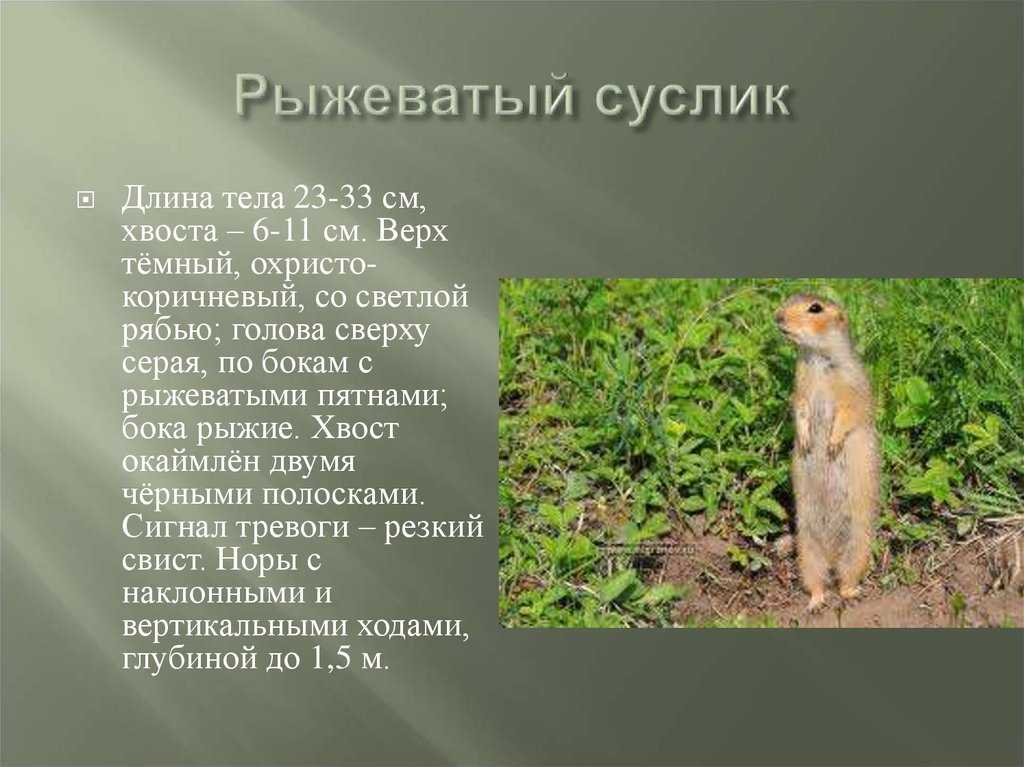 Суслик - описание, где живут, сколько живут, что едят, фото