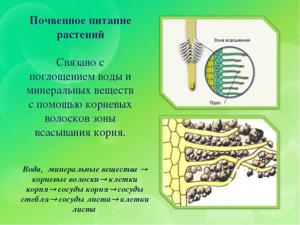 Минеральное питание. значение воды и удобрений