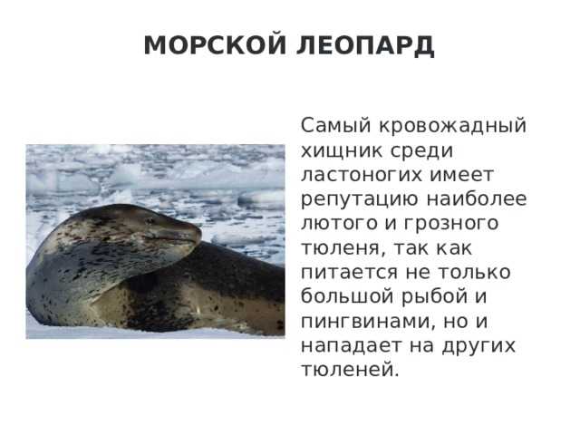 Семь интересных фактов из жизни морских леопардов (+ фото)