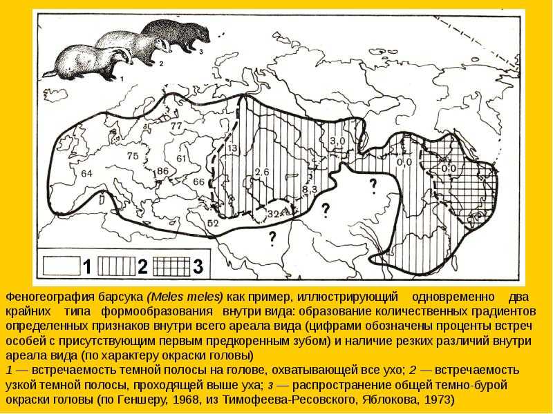 Животное барсук – необычный обитатель леса. описание и фото барсука обыкновенного