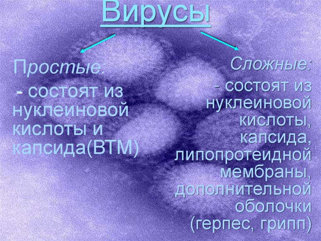 Вирусы состоят из нуклеиновой кислоты. Сообщение о вирусах 5 класс биология. Презентация на тему вирусы. Вирусы доклад. Сообщение на тему вирусы.