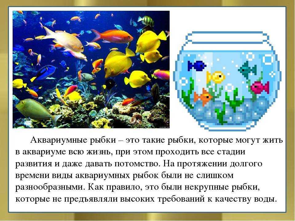 Определите какие организмы живут в аквариуме лабораторная. Аквариумные рыбки информация. Сведения об аквариумных рыбках. Аквариумные рыбки проект. Аквариум для презентации.
