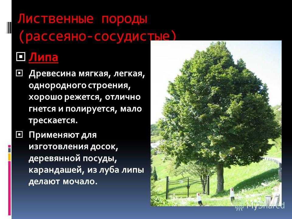 Лиственные деревья