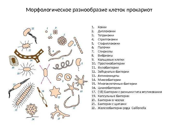 Тест по биологии царство прокариоты 7 класс