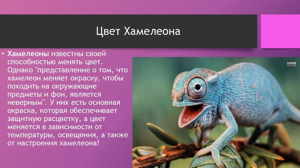 Анализ «хамелеон» чехов