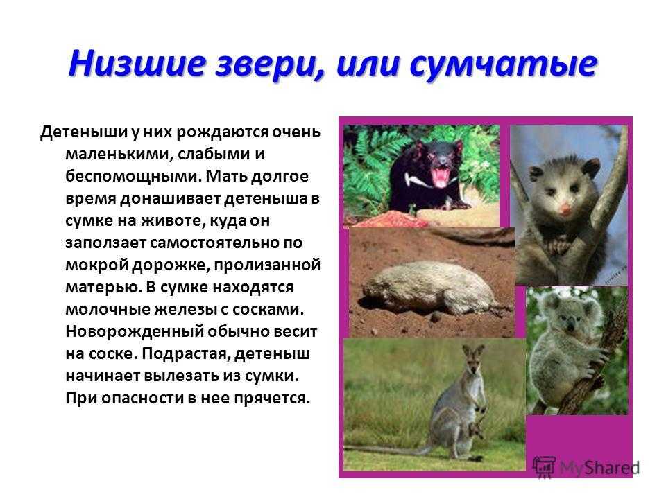 Сумчатые млекопитающие - виды, характеристика и среда обитания представителей