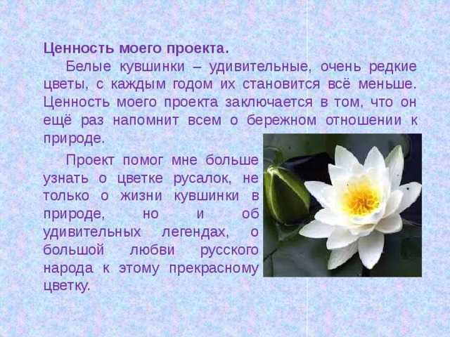 Водяная лилия или кувшинка: как выращивать в водоеме