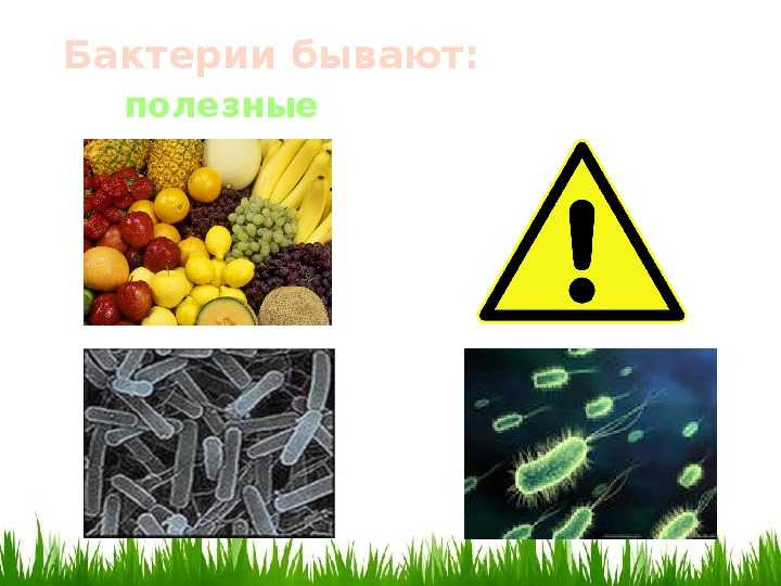 Исследовательский проект «черепаха в моём доме». воспитателям детских садов, школьным учителям и педагогам