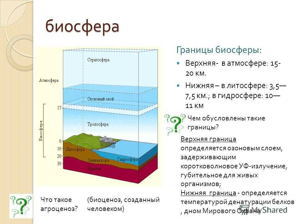 Глубина верхней границы. Границы биосферы атмосфера гидросфера литосфера.