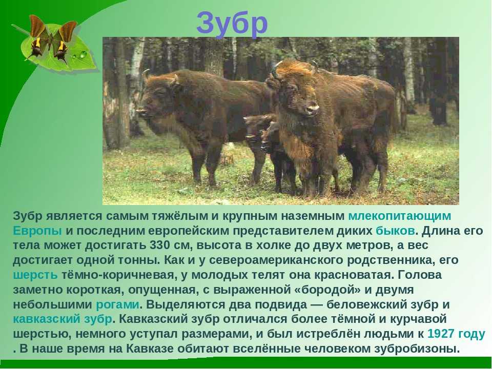Зубр животное. образ жизни и среда обитания зубра | животный мир