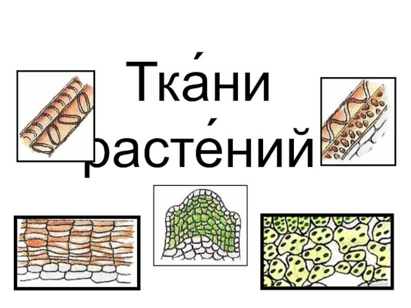 Тест по тканям биология. Ткани растений 6 класс. Тема ткани по биологии 6 класс. Ткани растений 6 класс биология. Ткани растений 6 класс биология презентация.