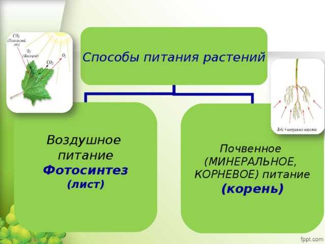 Тест по теме "минеральное питание. значение воды и удобрений" • образавр