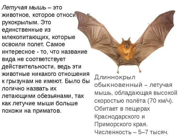 Летающие и планирующие млекопитающие - виды, фото и описание — природа мира