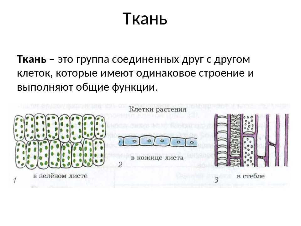 Биология 6 тест ткани растений. Ткани растительной клетки 6 класс биология. Ткани клетки 6 класс биология. Растительные ткани 6 класс биология. Ткани растений 6 класс.