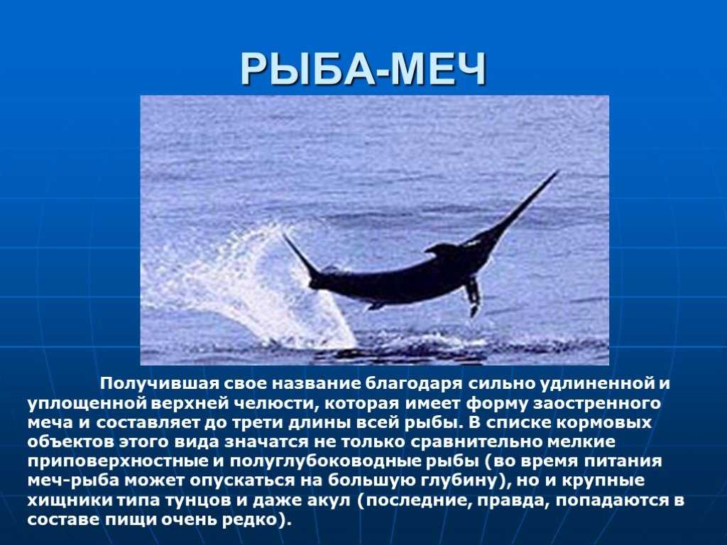 Меч-рыба