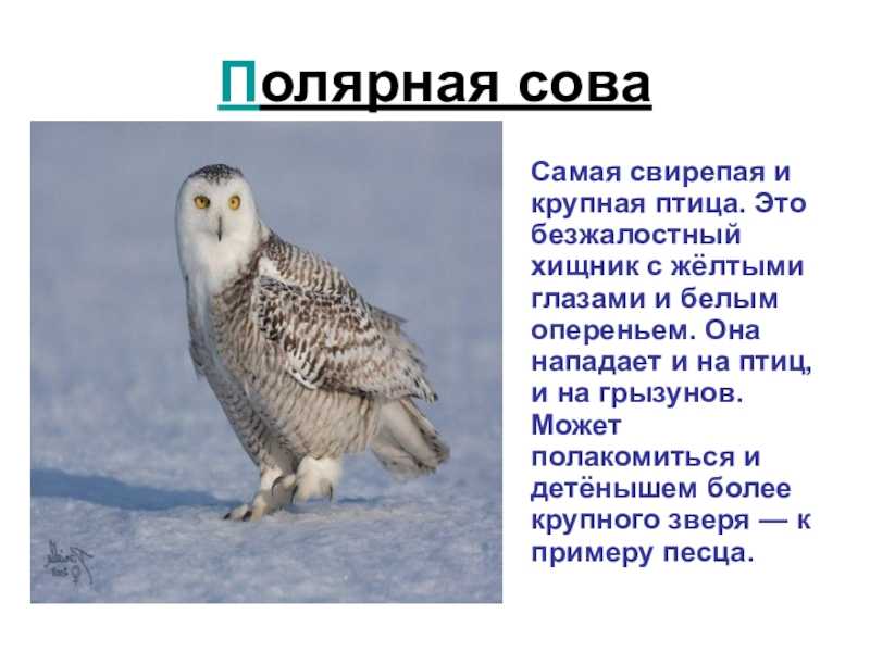 Полярная сова птица доклад для 4 класса