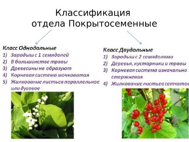 Тест по биологии отдел покрытосеменные (цветковые) растения 7 класс