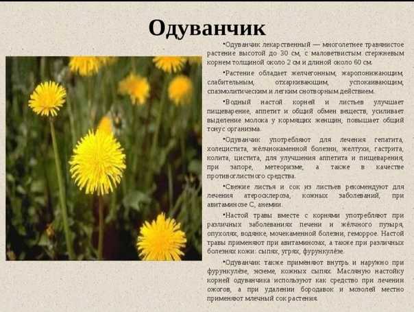 Искандер фазиль абдуллович, подробная биография