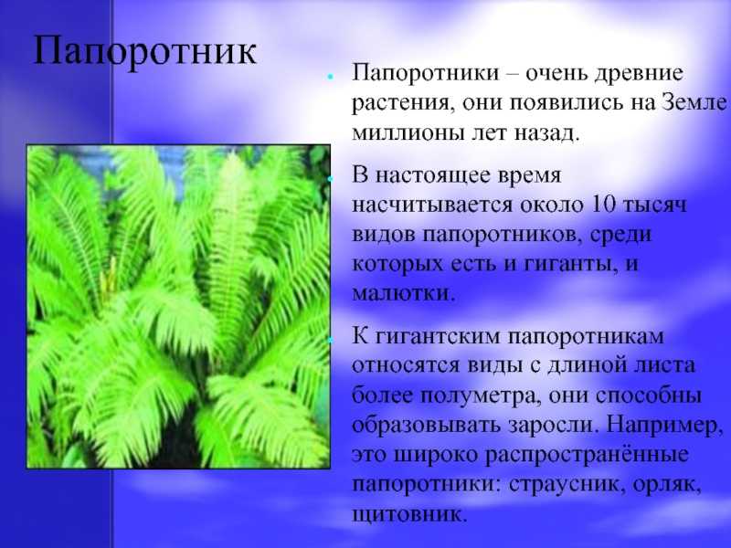Па́поротники | лесомания вики | fandom