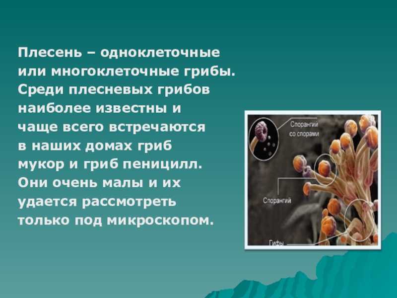 Виды плесени. плесень - один из самых древних живых организмов на земле. | интересные факты