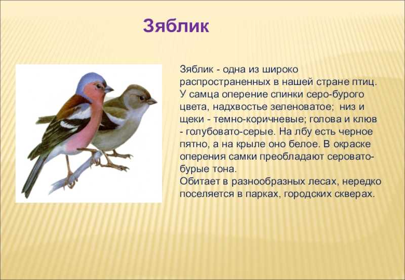Оседлые птицы – это какие, список, определение, названия и примеры для детей кратко (1 класс, окружающий мир)