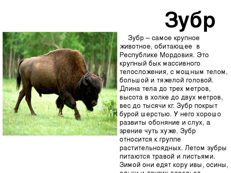 Зубр животное. образ жизни и среда обитания зубра | живность.ру