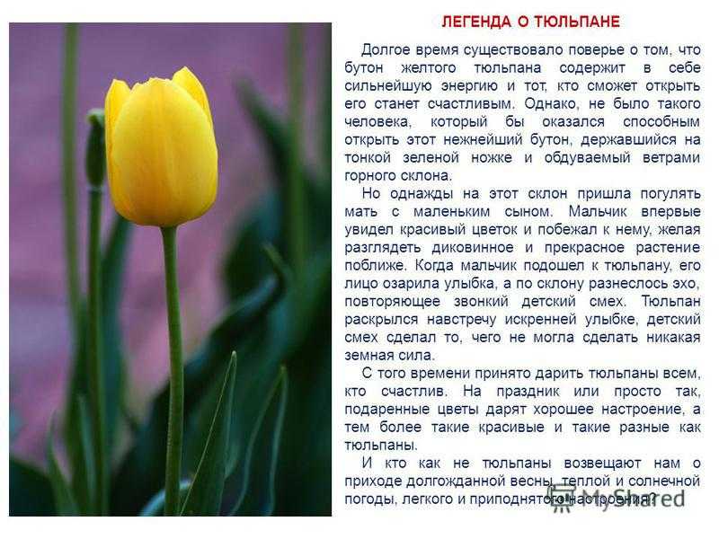 Тюльпан — сообщение доклад (2, 3, 4 класс окружающий мир)