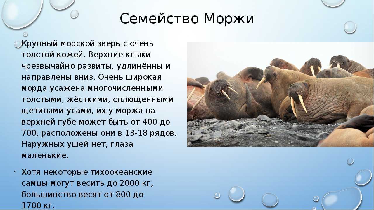 Морж атлантический из красной книги – краткое описание и фото