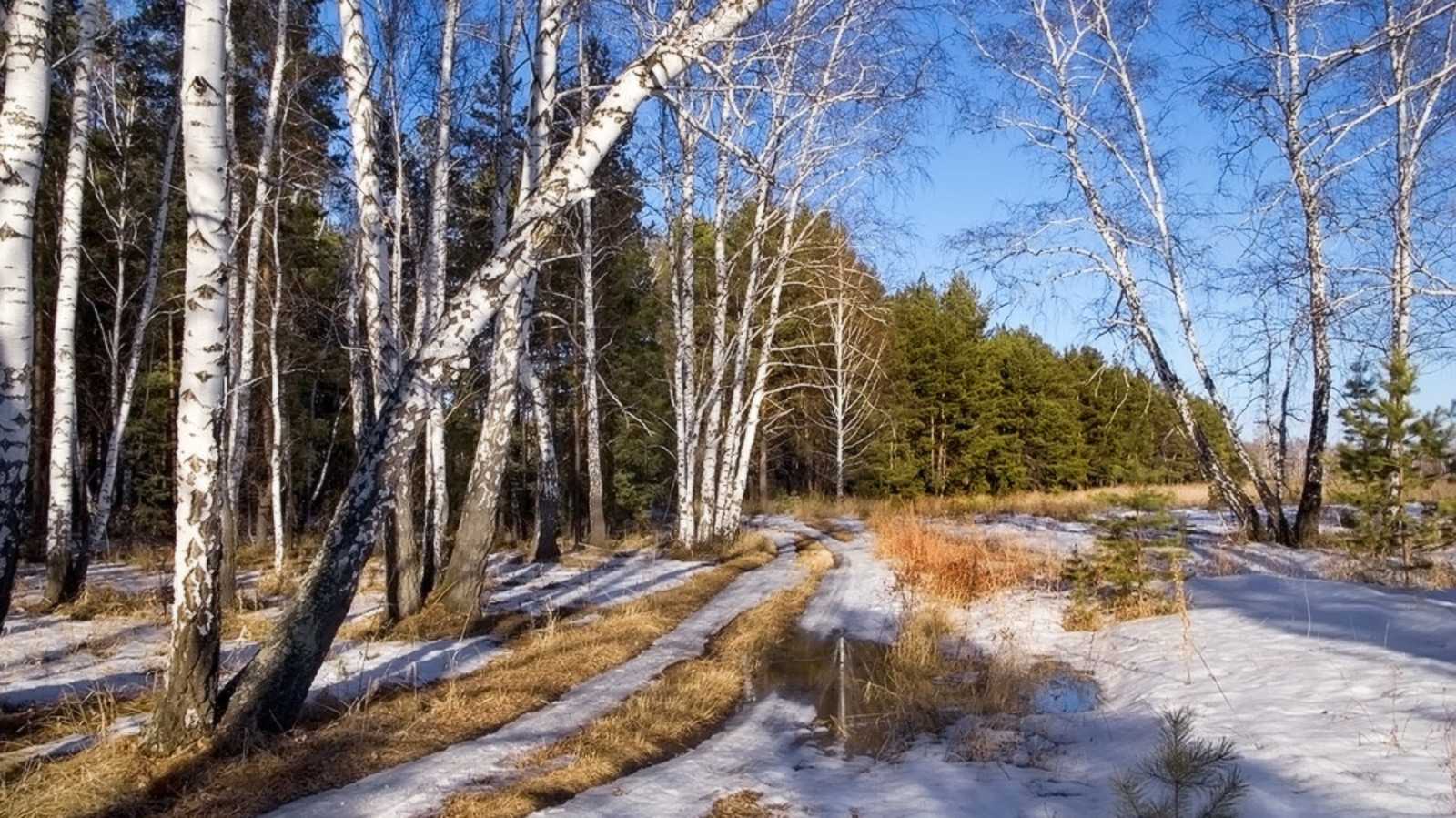 Картинку лес весенний лес