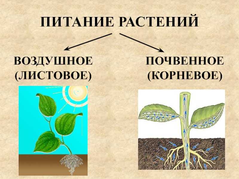 Минеральное питание растений и значение воды презентация 6 класс пономарева