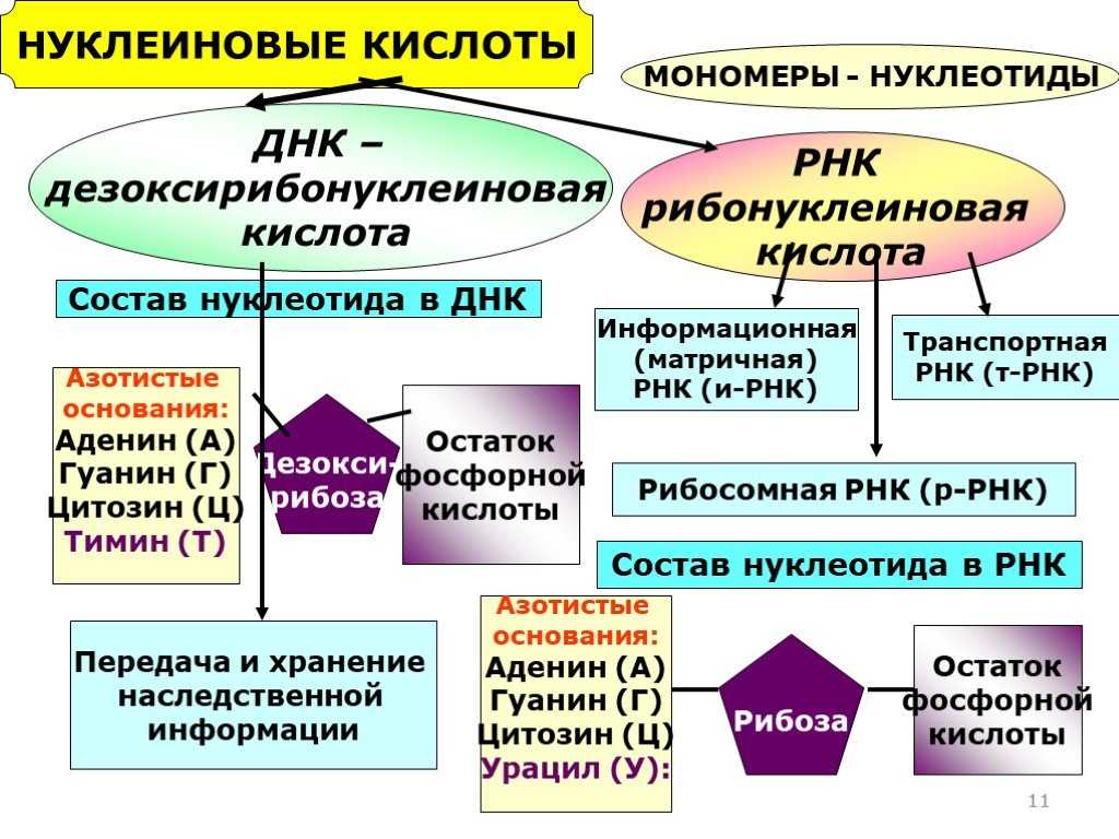 Тест по биологии химический состав клетки - белки, нуклеиновые кислоты и атф 10 класс