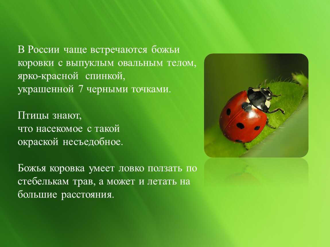 Стих про божью коровку. Где обитает Божья коровка. Рассказать о Божьей коровке. Доклад про Божью коровку. Божья коровка описание для детей.