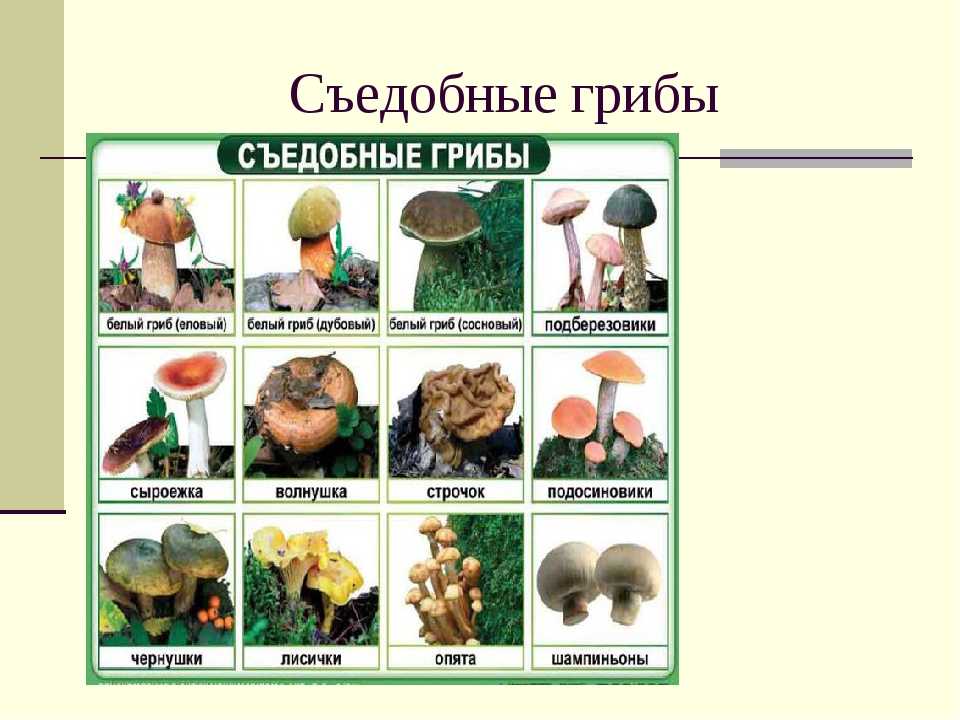 ✅ съедобные грибы - классификация, категории, особенности - iam-fighter.ru